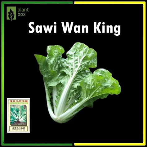 sawi meaning|Meaning of sawi .
